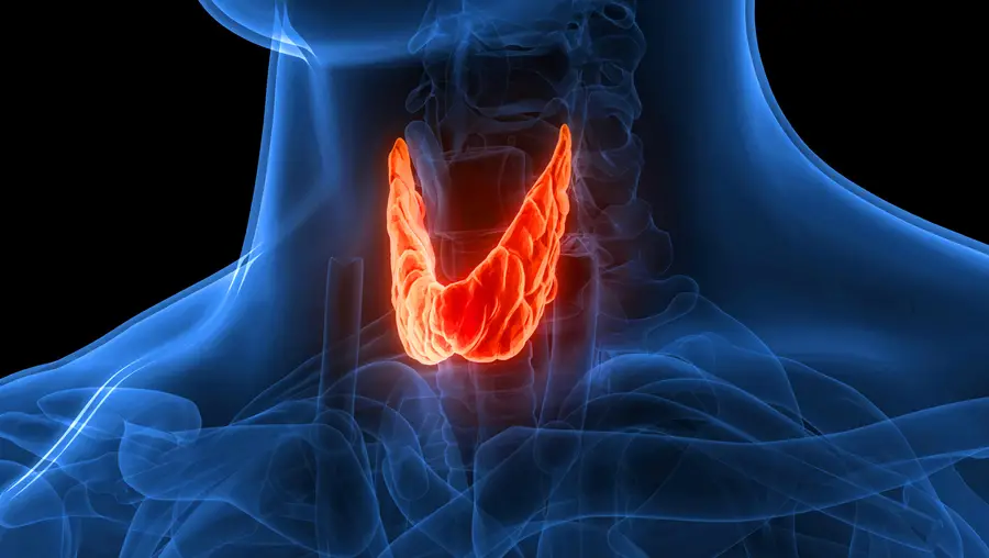 A blue diagram seeing into a human neck/throat.